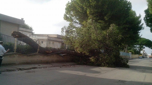 caduta albero latiano