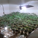 foto piantagione marijuana (1)
