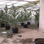 foto piantagione marijuana (3)