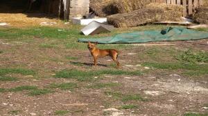 animali maltrattati (3)