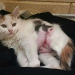 gatto evita
