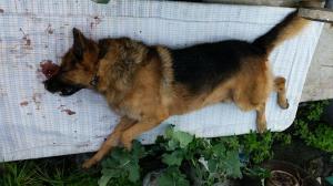 ostuni protesta animalisti (2)