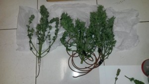 dettaglio marijuana Albanese 3