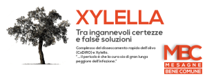 xylella mesagne