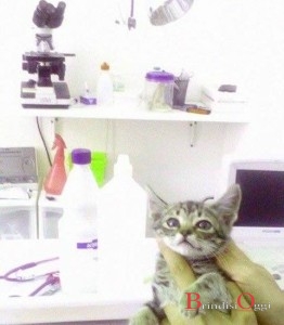 Annina dal veterinario