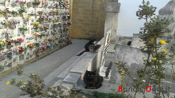 gatti-della-colonia-del-cimitero-di-brindisi
