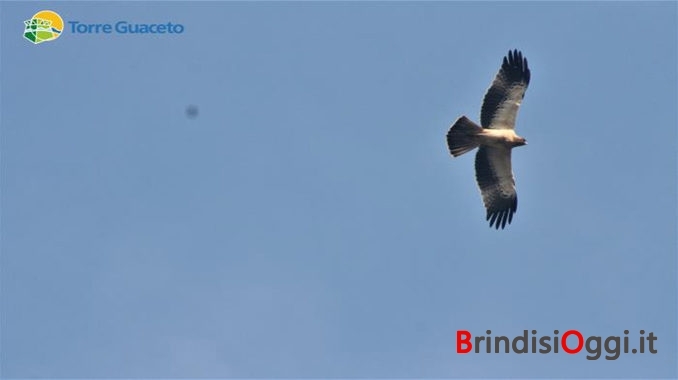 aquila torre guaceto