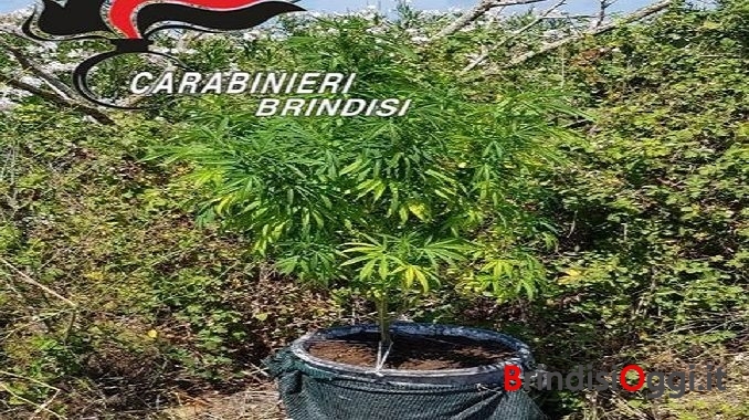 sequestro marijuana in terreno demaniale (2)
