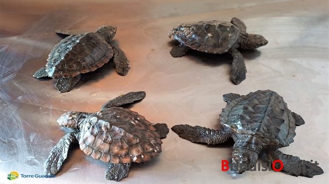piccole Caretta caretta soccorse dal Consorzio di Torre Guaceto 2
