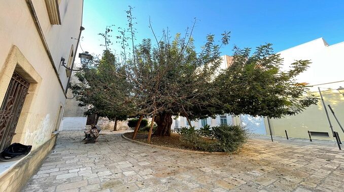 Piazzetta della Zecca, il carrubo e la porzione di chioma disseccata