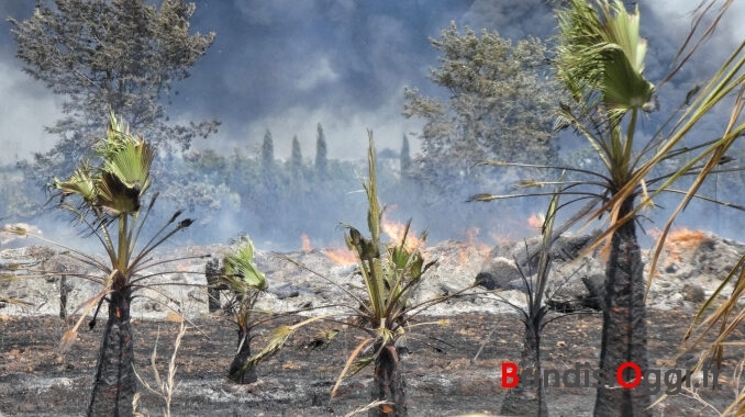 incendio (4)